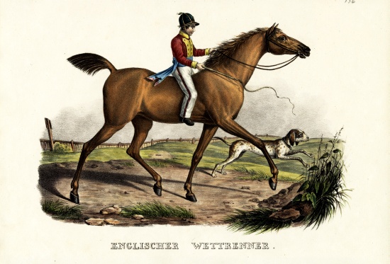 English Racer Horse od Karl Joseph Brodtmann