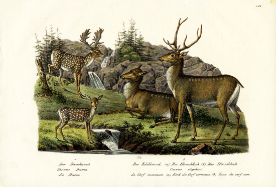 Fallow Deer od Karl Joseph Brodtmann