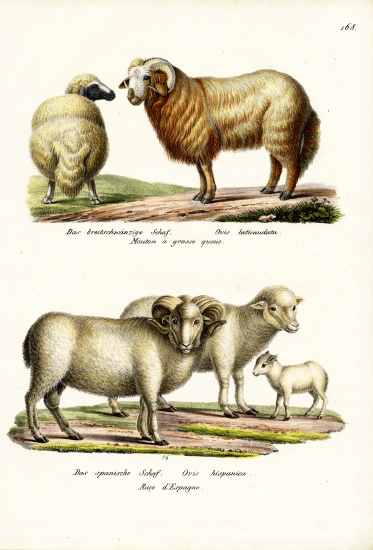Fat-Tailed Sheep od Karl Joseph Brodtmann