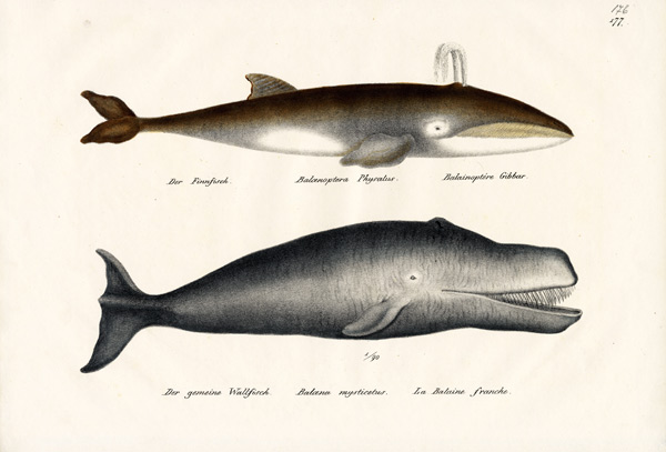 Fin Whale od Karl Joseph Brodtmann