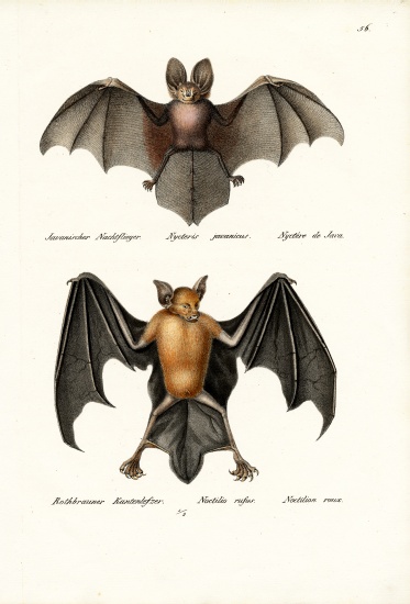 Hollow-Faced Bat od Karl Joseph Brodtmann