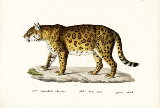 Jaguar od Karl Joseph Brodtmann