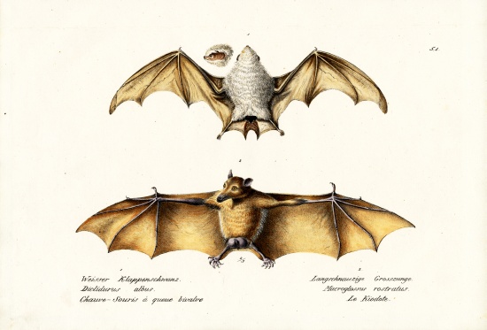 Northern Ghost Bat od Karl Joseph Brodtmann