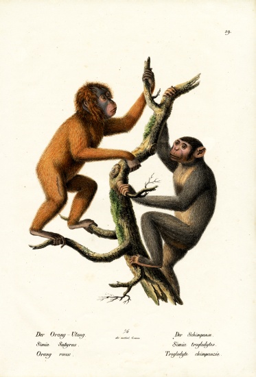 Orangutan od Karl Joseph Brodtmann