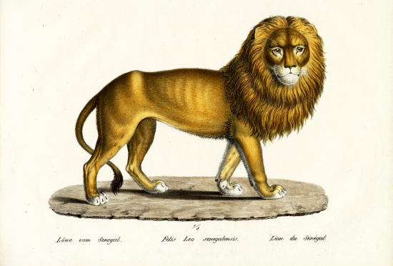 Senegal Lion od Karl Joseph Brodtmann
