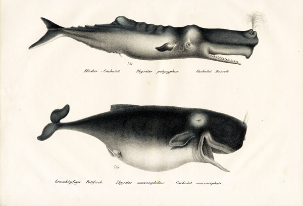 Sperm Whales od Karl Joseph Brodtmann