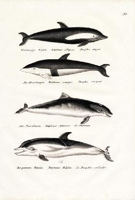 Different Kinds Of Dolphins