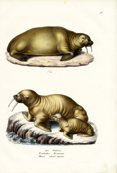 Walrus od Karl Joseph Brodtmann