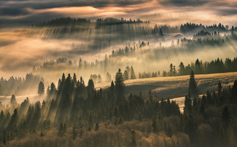 The Mist od Karol Nienartowicz