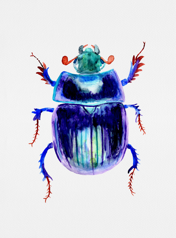Earth-boring dung beetle or Anoplotrupes stercorosus od Kata Botanical