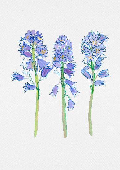 Spanish bluebell or Hyacinthoides hispanica botanical illustration
