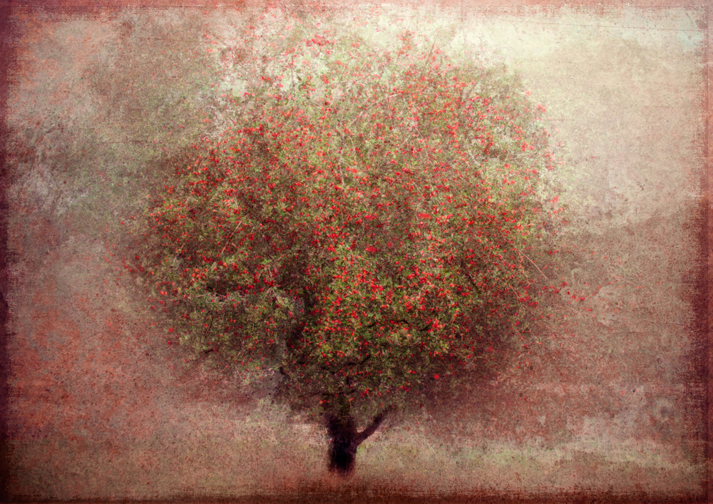 Apple tree od Katarina Holmström