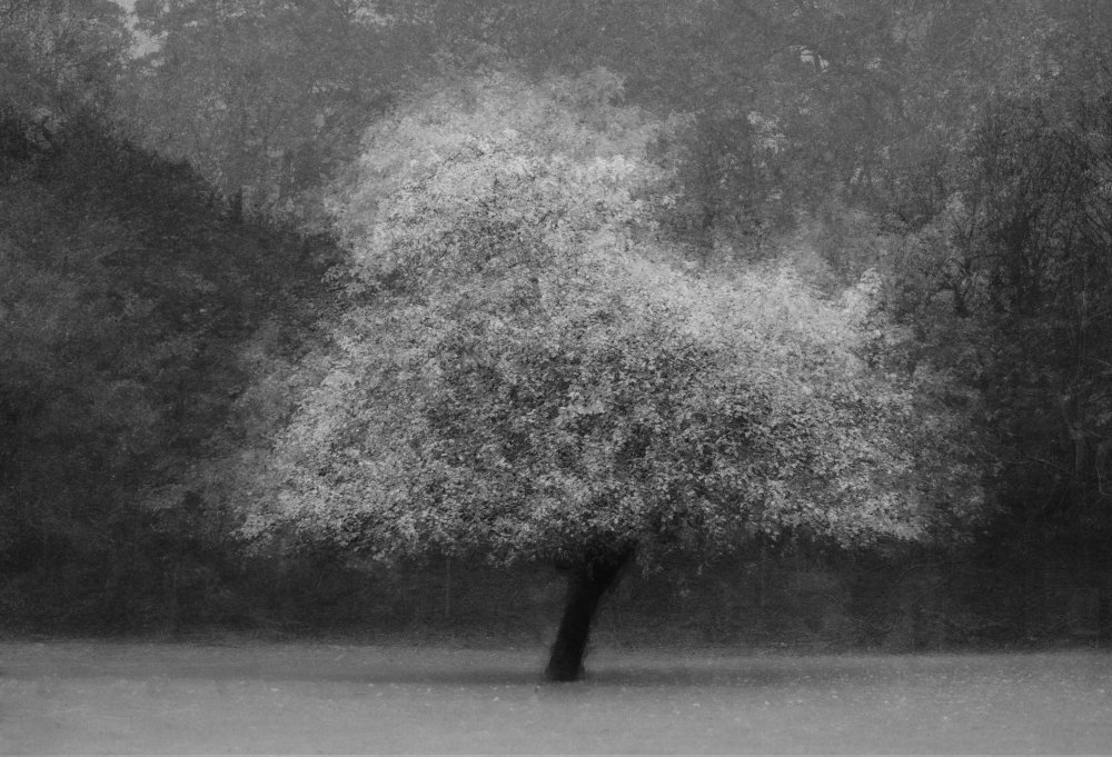 Tree magic od Katarina Holmström