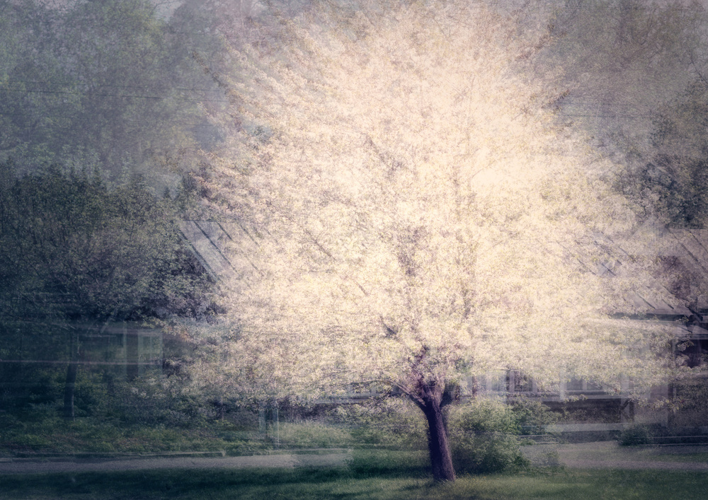 Apple tree in bloom od Katarina Holmström