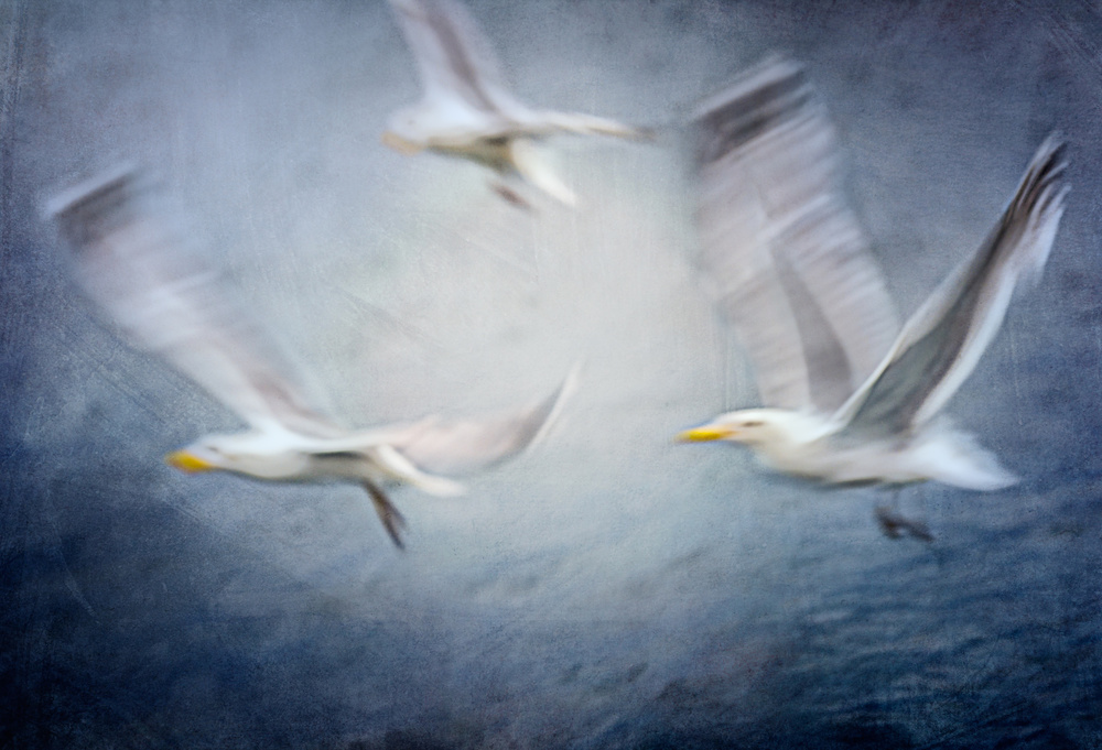 Seagulls od Katarina Holmström