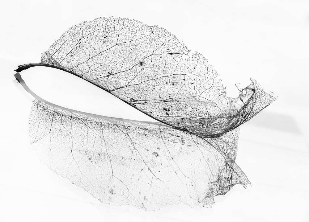 The old leaf od Katarina Holmström