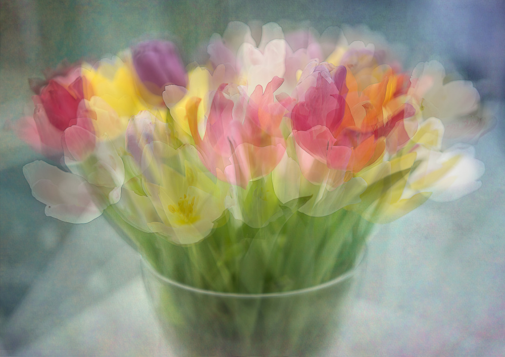 Tulips od Katarina Holmström
