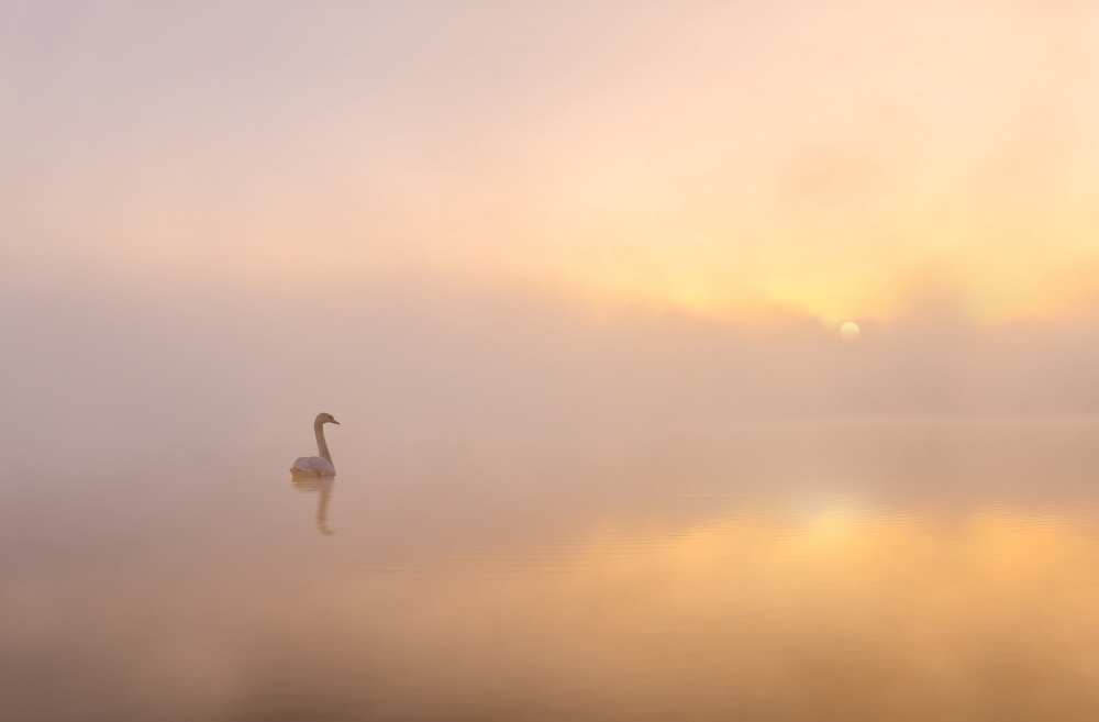 Misty morning od Katarzyna Gritzmann