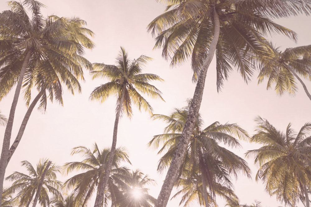 Blush Palm Trees od Kathrin Pienaar
