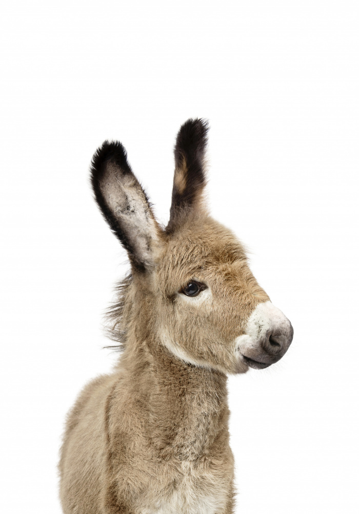 Baby Donkey od Kathrin Pienaar
