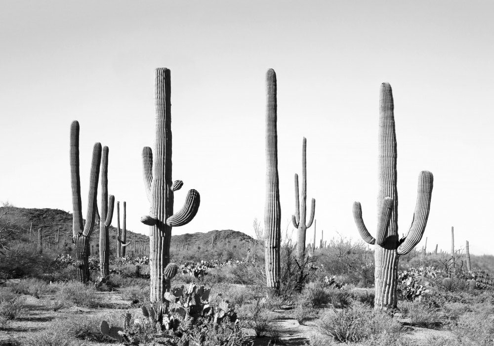 Grey Cactus Land od Kathrin Pienaar