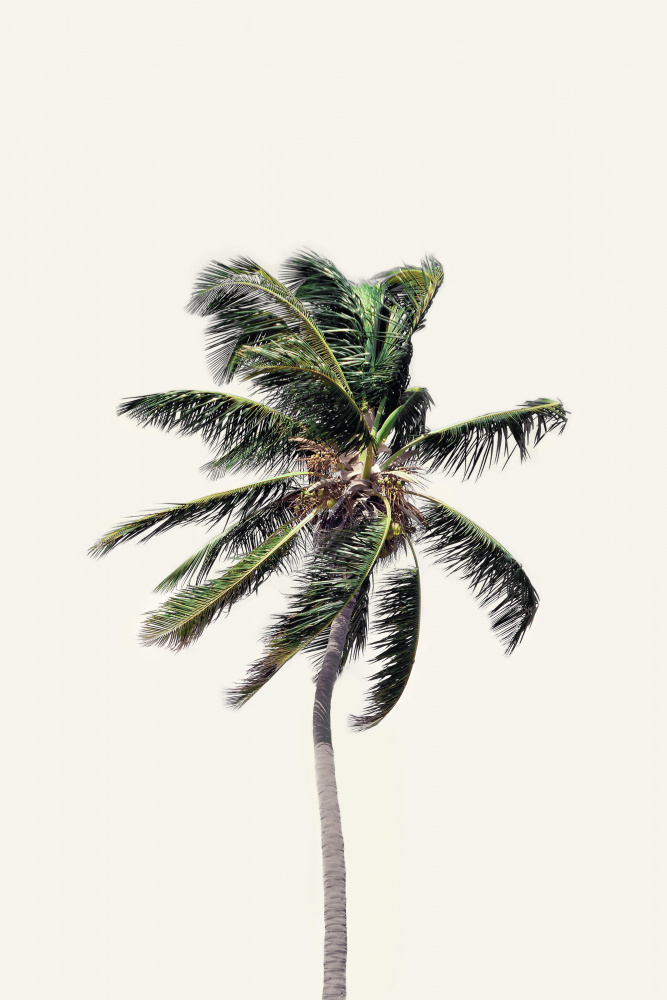 Windy Palm Tree od Kathrin Pienaar