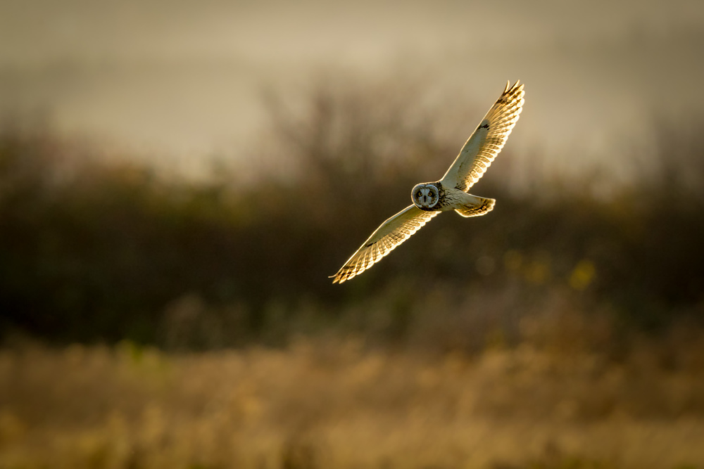 Short-eared Owl on backlit od Katsu Uota