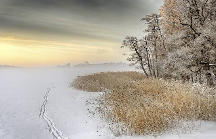 Misty winter morning od Keijo Savolainen