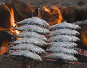 Spain Skewers or espetos of sardines barbecueing on open fire