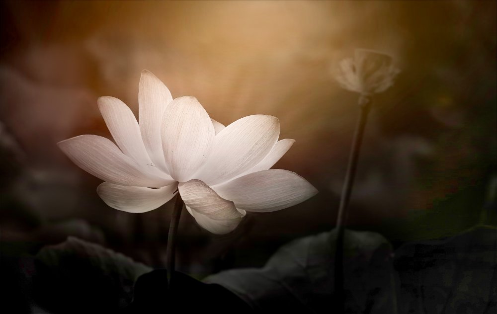 Lotus od Kenneth Zeng