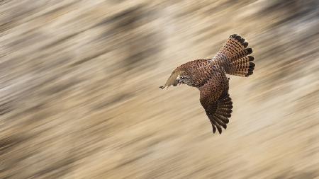 Speeding Falcon