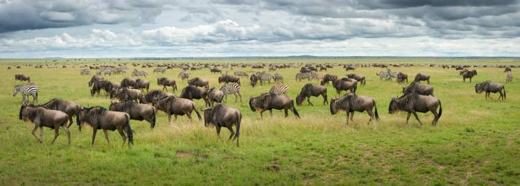 Great Migration in Serengeti Plains od Kirill Trubitsyn