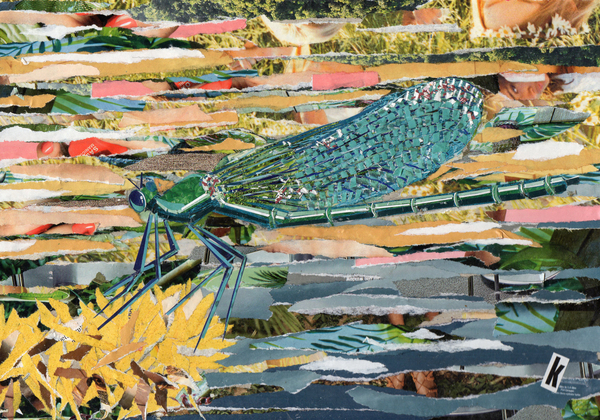 Green Dragonfly od Kirstie Adamson