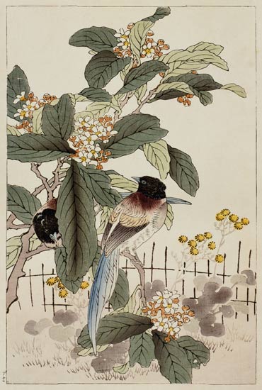Blue tailed birds among the blossom from Bunrei Kacho Gafu, pub. 1885, and od Kono Bairei
