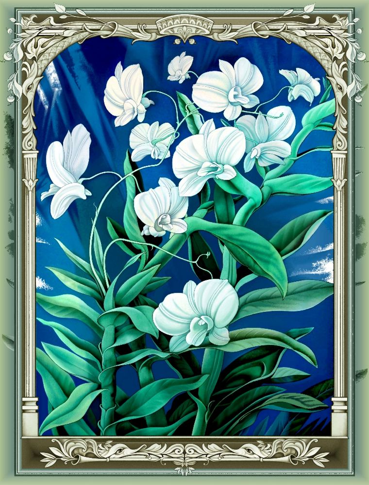 Die Orchideen (Variante) od Konstantin Avdeev