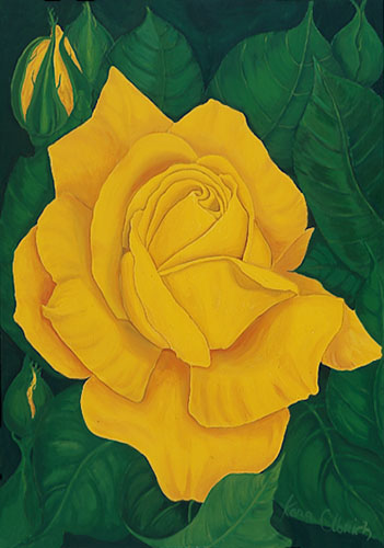 Rose Gloria with buds od Kora Olbrich