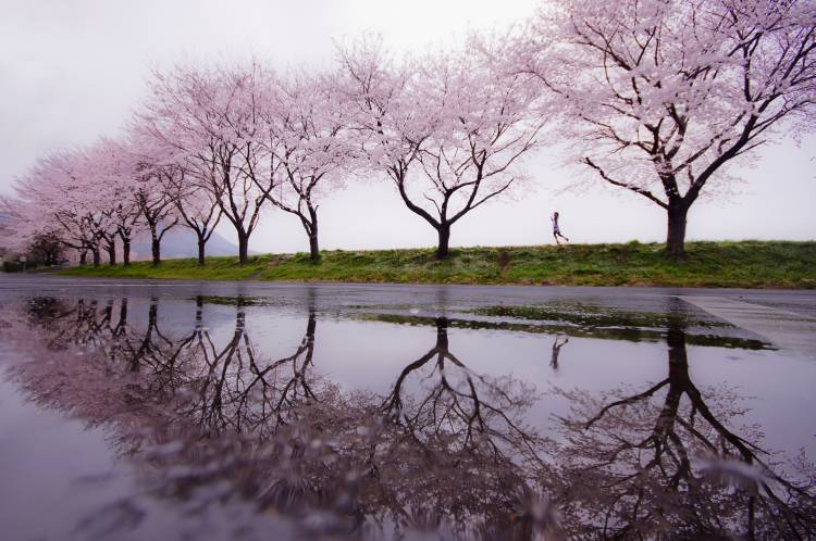 Rain of spring od Kouji Tomihisa