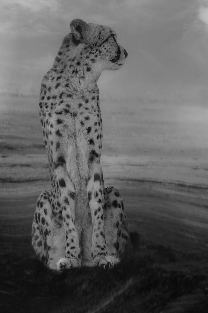 Cheetah on the Watch od Krystina Wisniowska