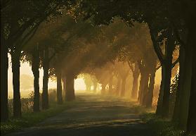 Autumn road...