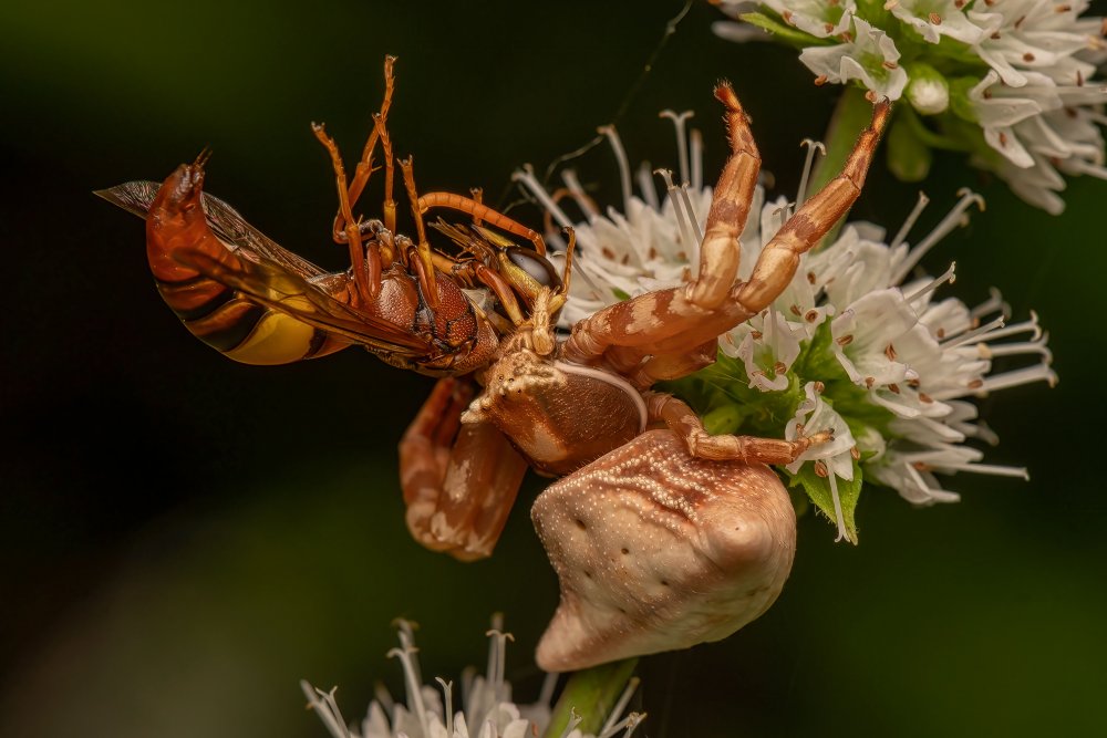 Crab Spider With Wasp Kill od Kumar Kranti Prasad