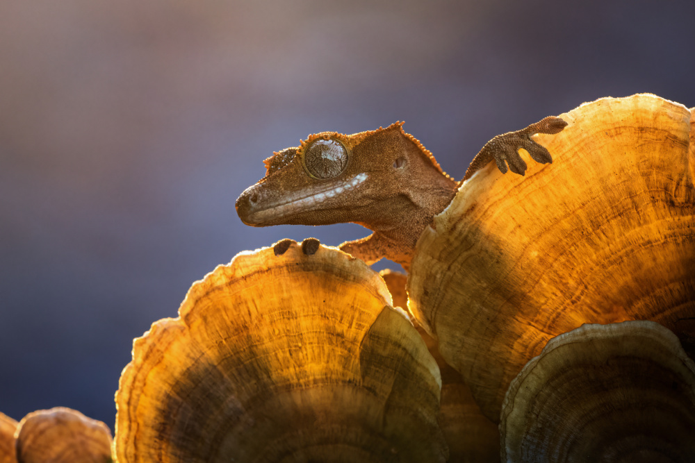 Gecko od Kutub Uddin
