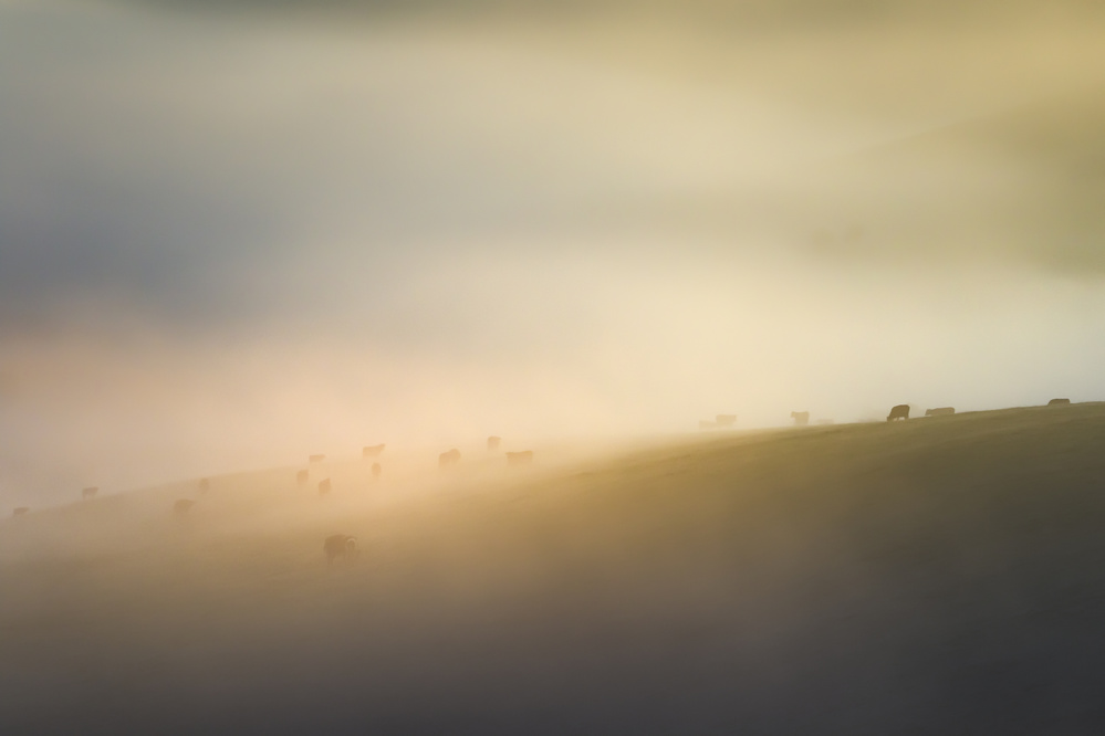 Cow farm Under mist od Kutub Uddin