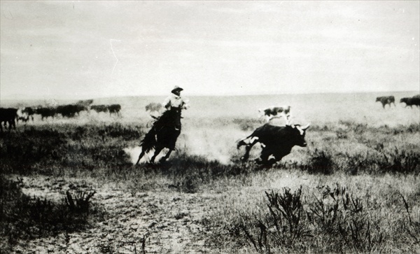 Cowboy on horseback lassooing a calf (b/w photo)  od L.A. Huffman