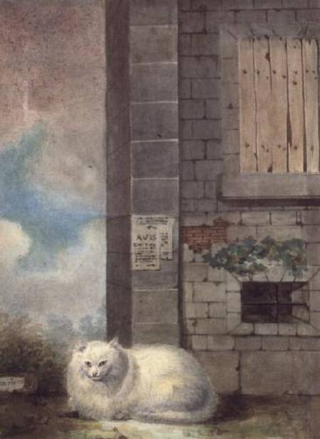 White Persian Cat od Lady Charlotte Schreiber