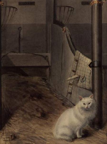 White Persian Cat in a Stable od Lady Charlotte Schreiber