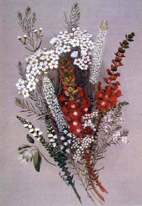 Geraldton Wax Flower and Scarlet Feather Flower