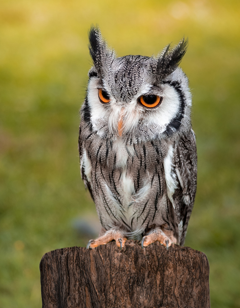 Owl od Laruelle Philippe