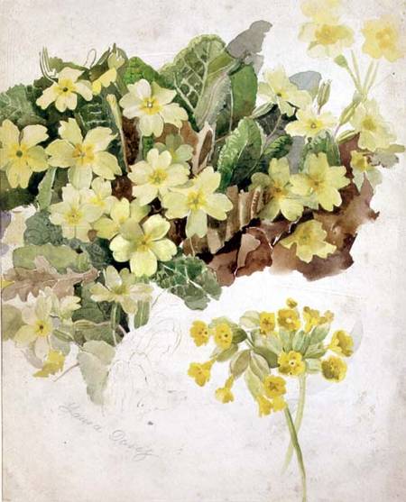 Study of Primroses and Cowslips od Laura Darcy Strutt