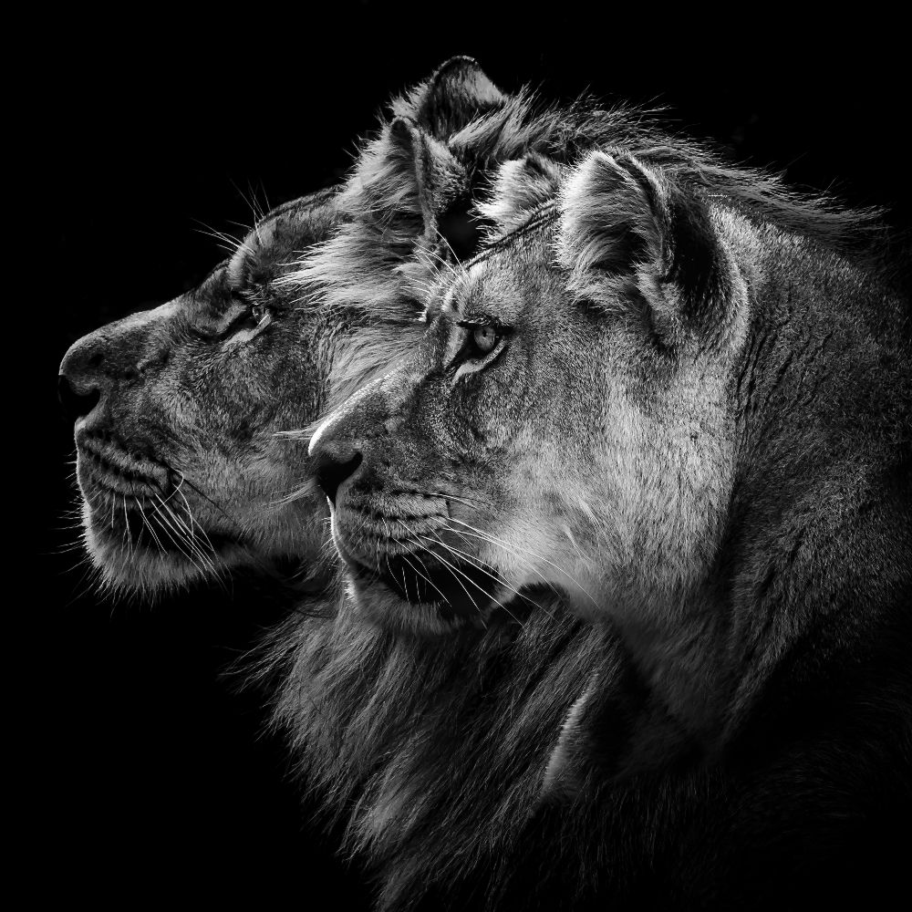 Lion and  lioness portrait od Laurent Lothare Dambreville