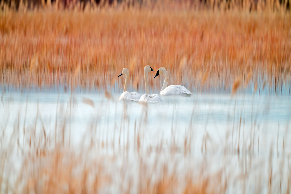 Three white swans od Leanne Lei